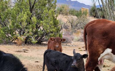 New Calves in the Free-Range Herd