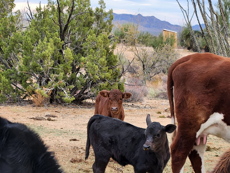 New Calves in the Free-Range Herd