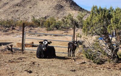 New Calf with Mom