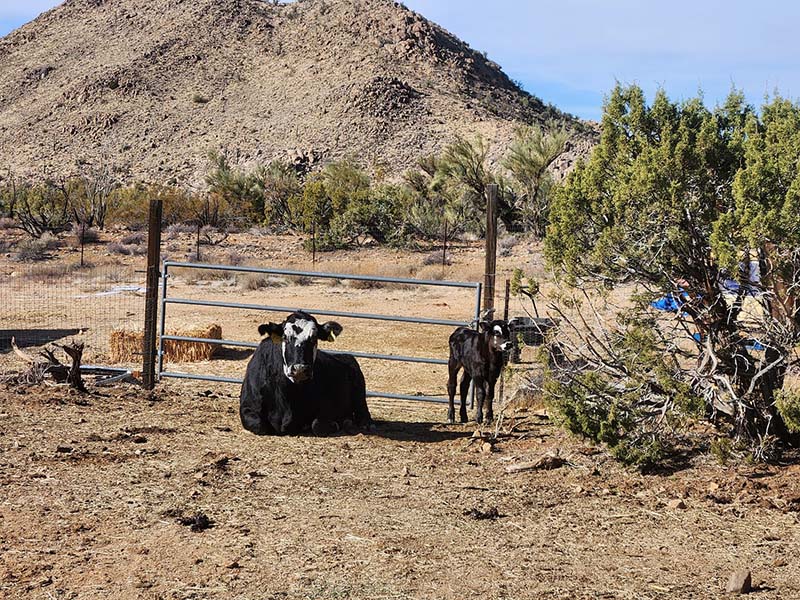 New Calf with Mom