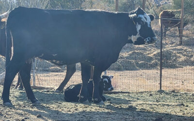 New Free Range Calves :)