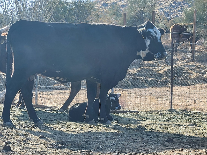 New Free Range Calves :)